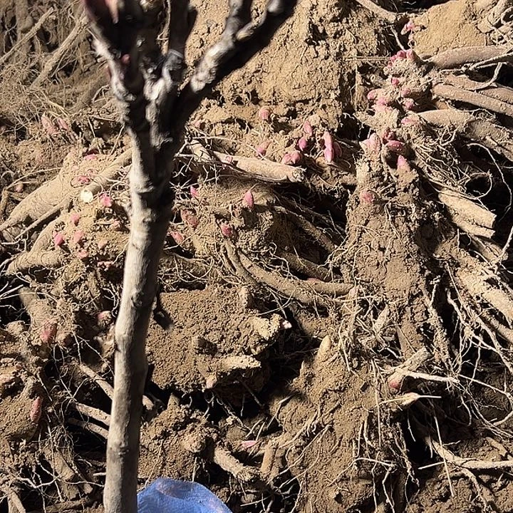 东***湾完全开放花王中颗