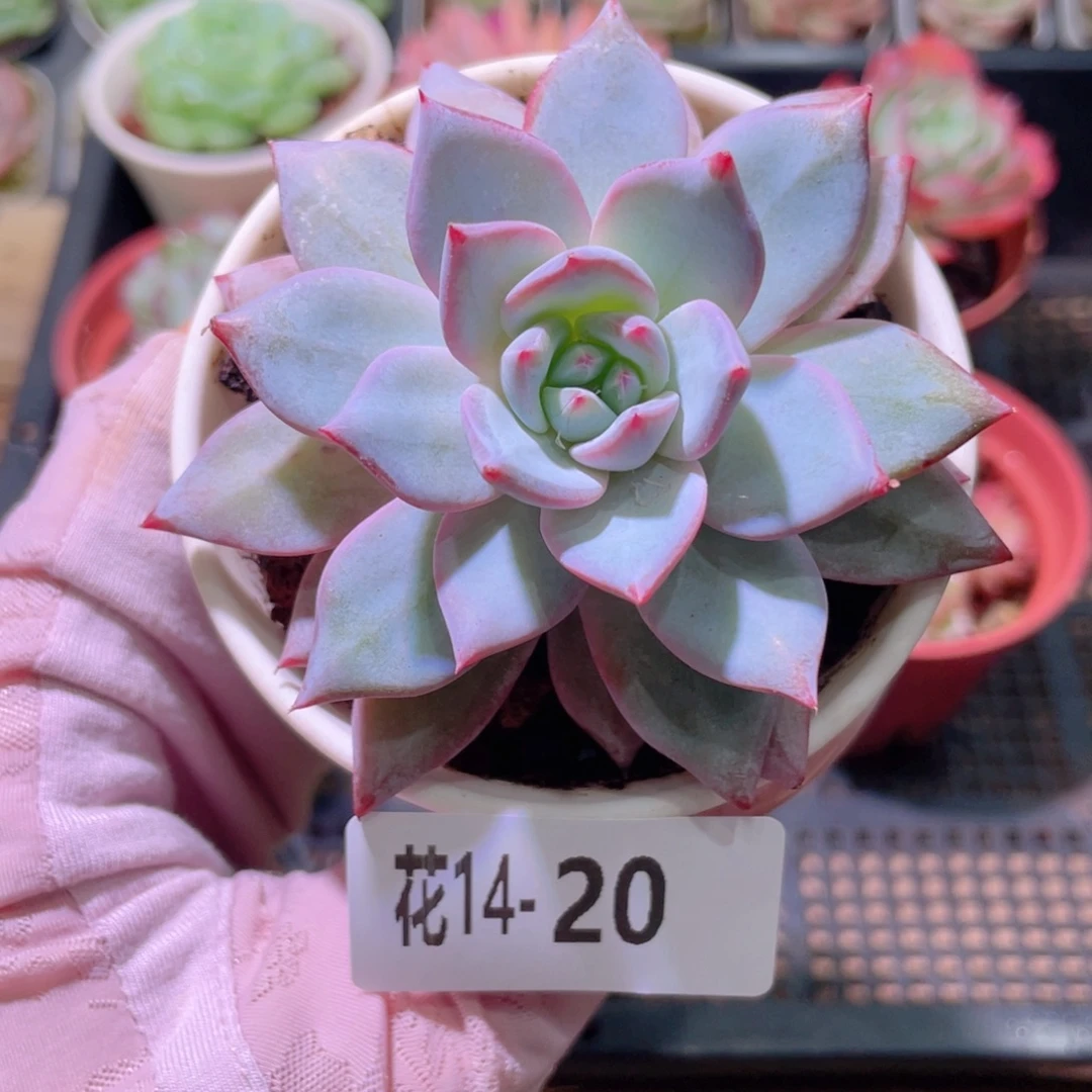 花利美14-20粉蓝鸟