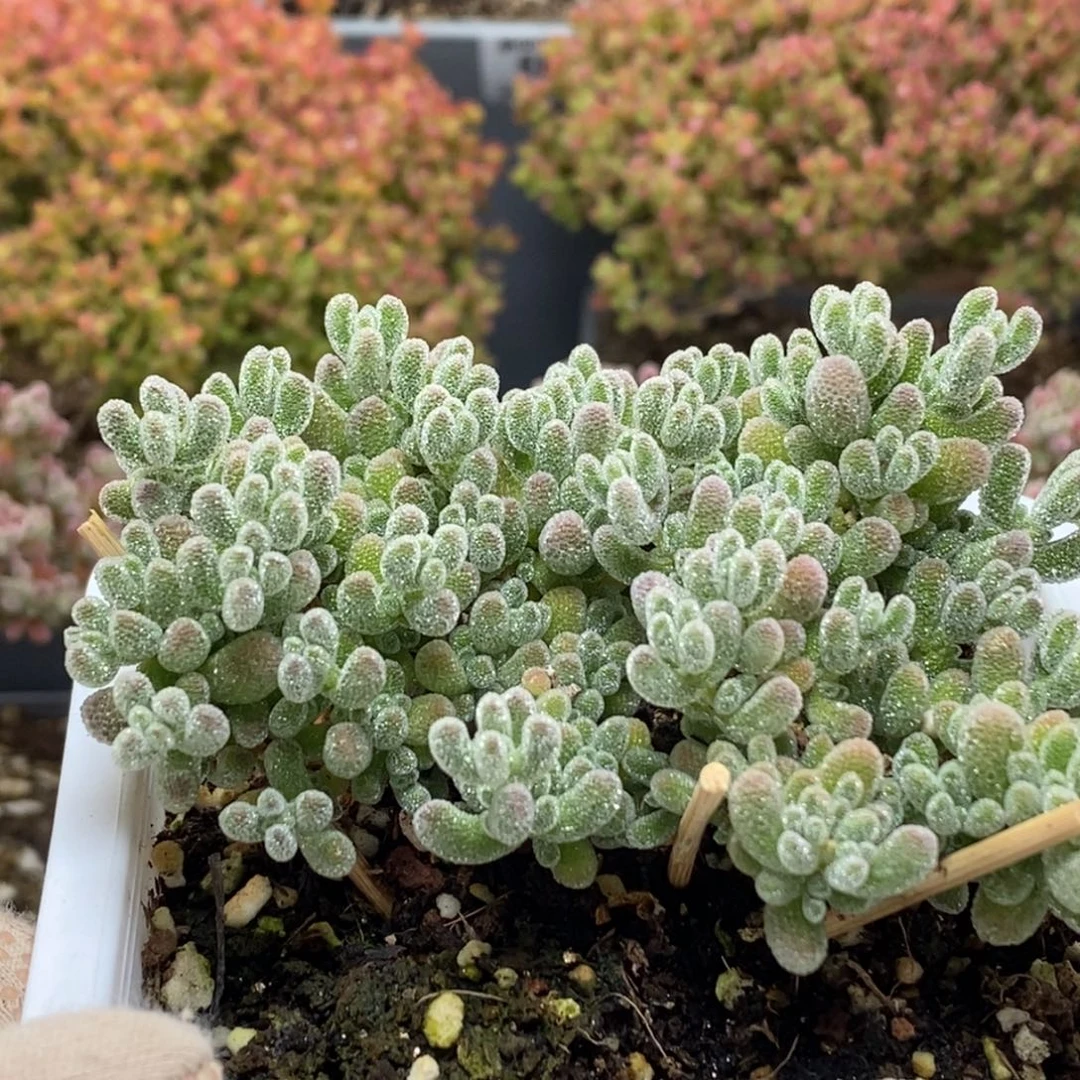 优选冰晶5885枝干番杏