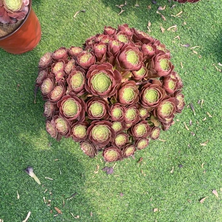 9号老桩万圣节小朵朵