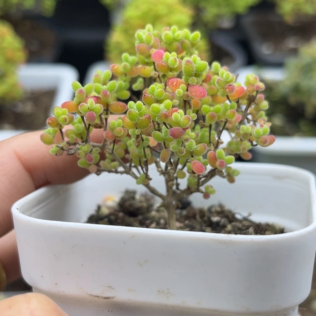 003蜜桔糖球优选枝干番番杏