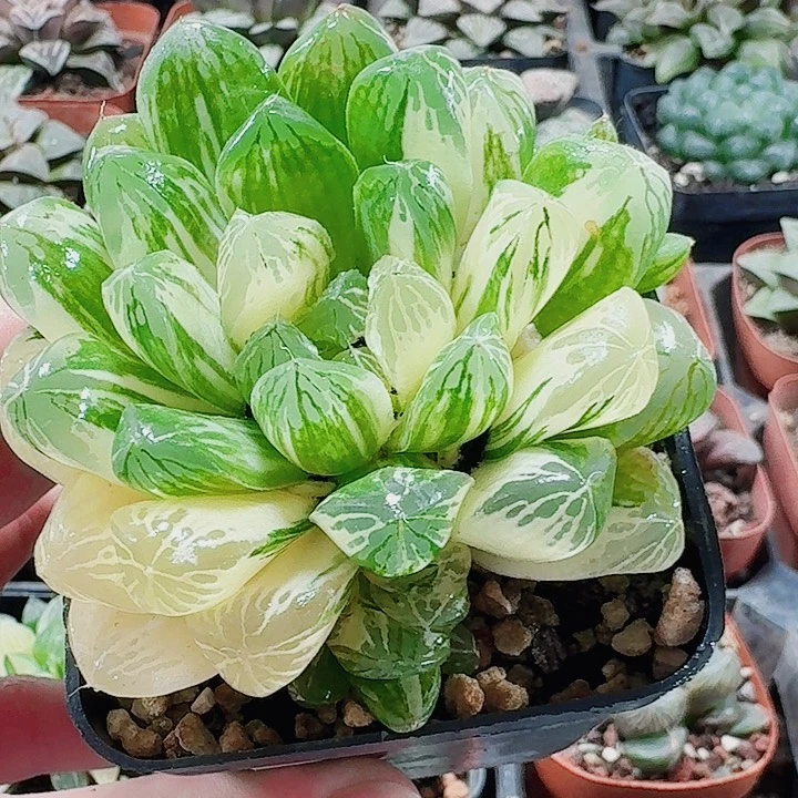 胡***卷无花朵十二卷。实生 玉露锦福利