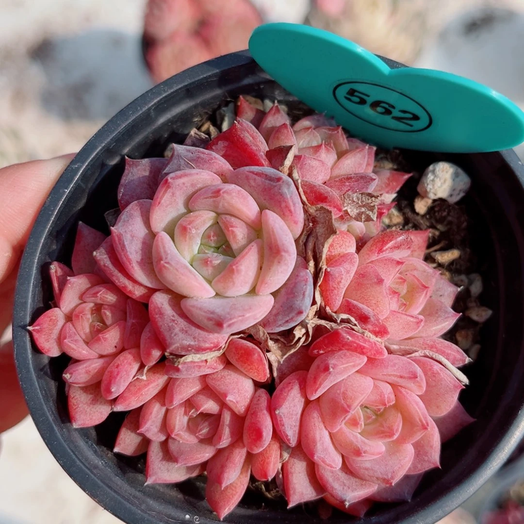 562号小老桩琥珀群