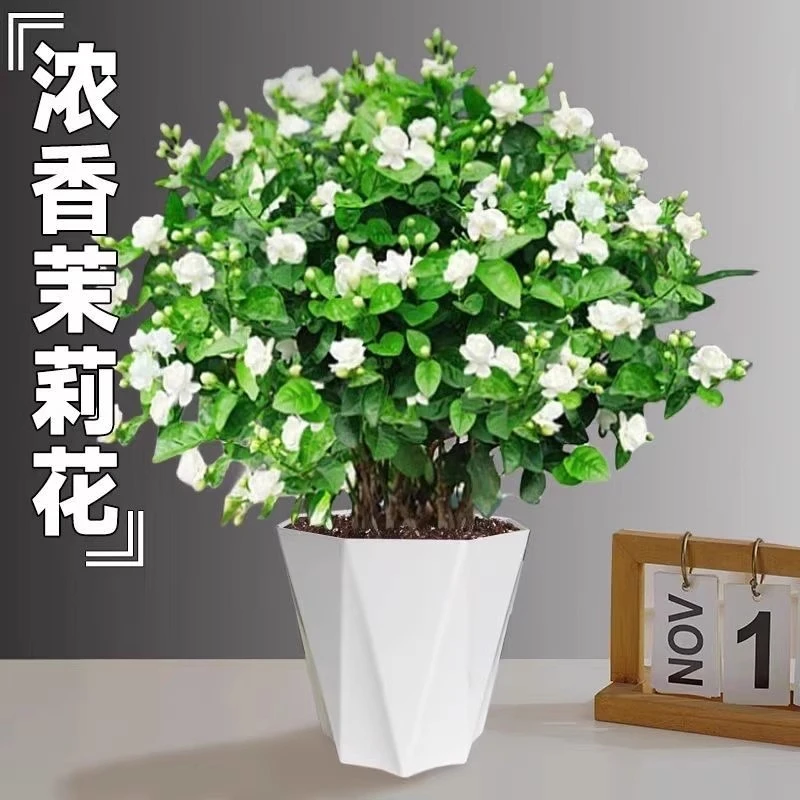 茉莉花盆栽四季开花重瓣浓香型带花苞盆栽室内室外阳台庭院绿植