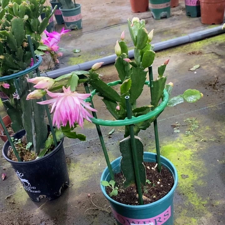 大部分花苞少量开放E*a611嫁接040