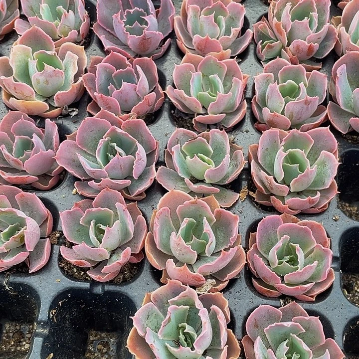 小晚霞之舞1元带土发