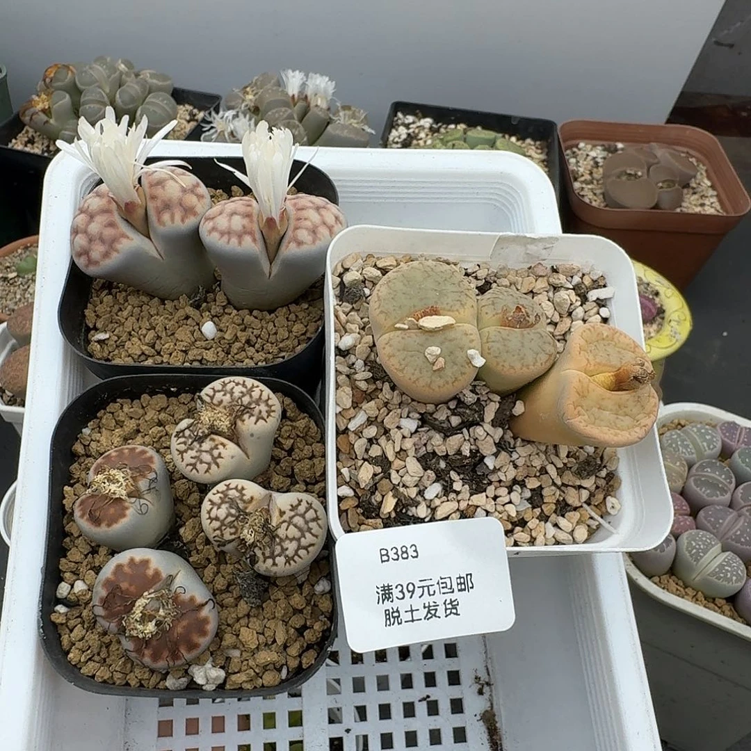 383多肉哈哈哈哈哈哈哈