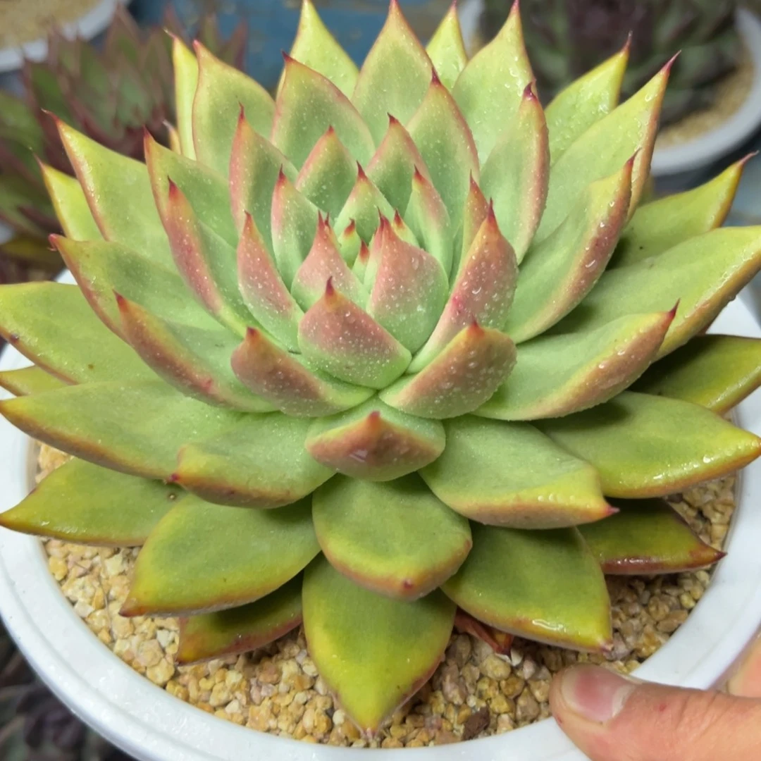 多肉植物一物一拍（39号）