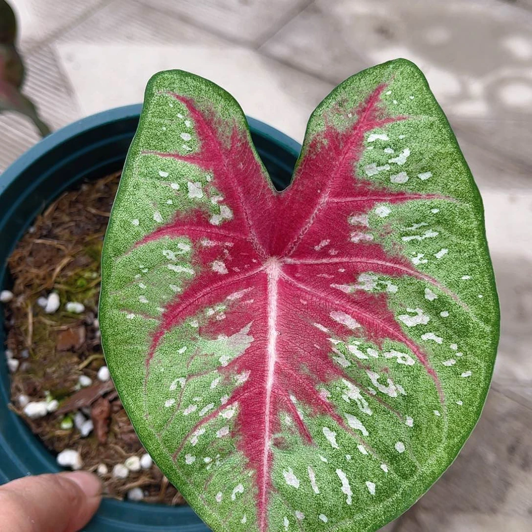 完全开放泰彩一物一拍3193