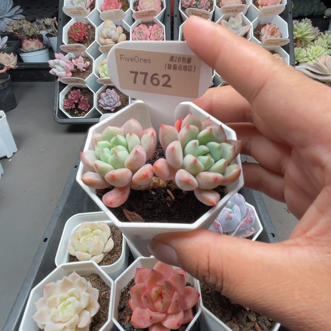 7762雪桃5.0厘米