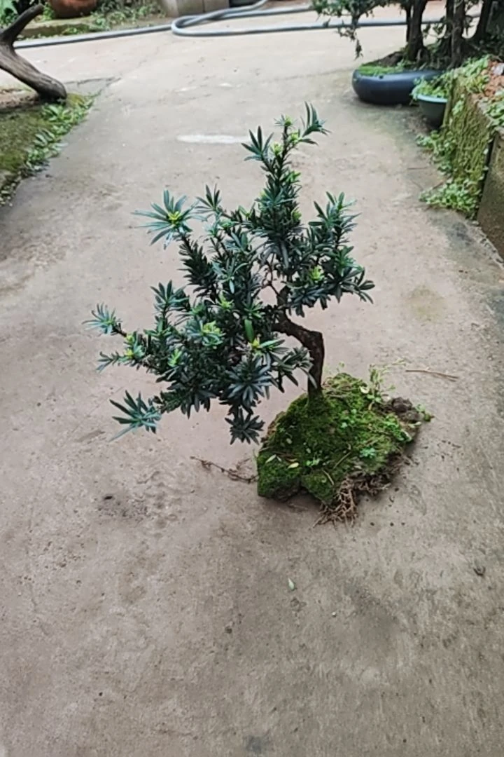 造型罗汉松一物一拍