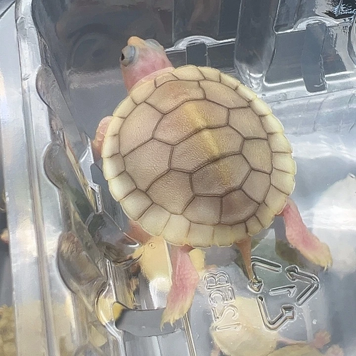 绿毛龟母奶焦11111