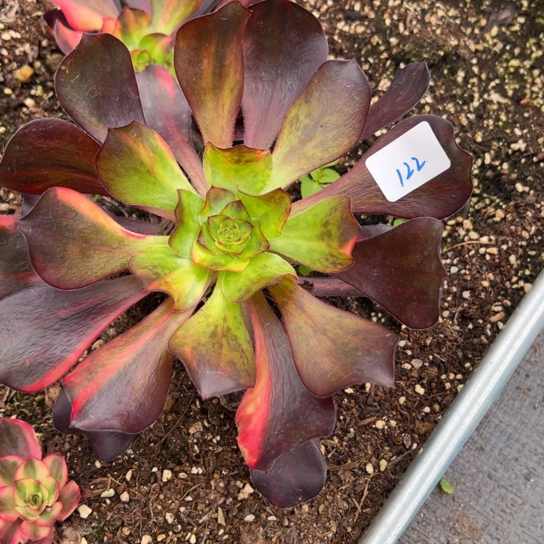 小***艾122巫毒七彩多肉多肉duorou