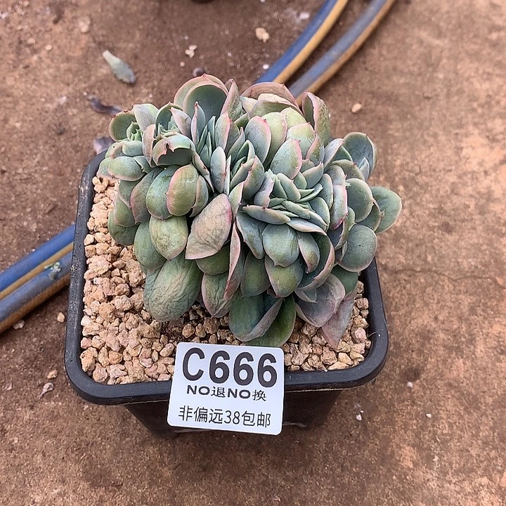 桃花坞缀化 666 满百送可爱玫瑰缀化