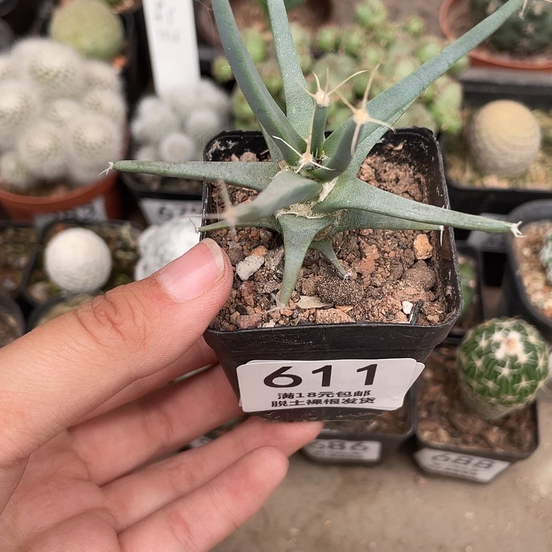 611光山（满18元包邮）