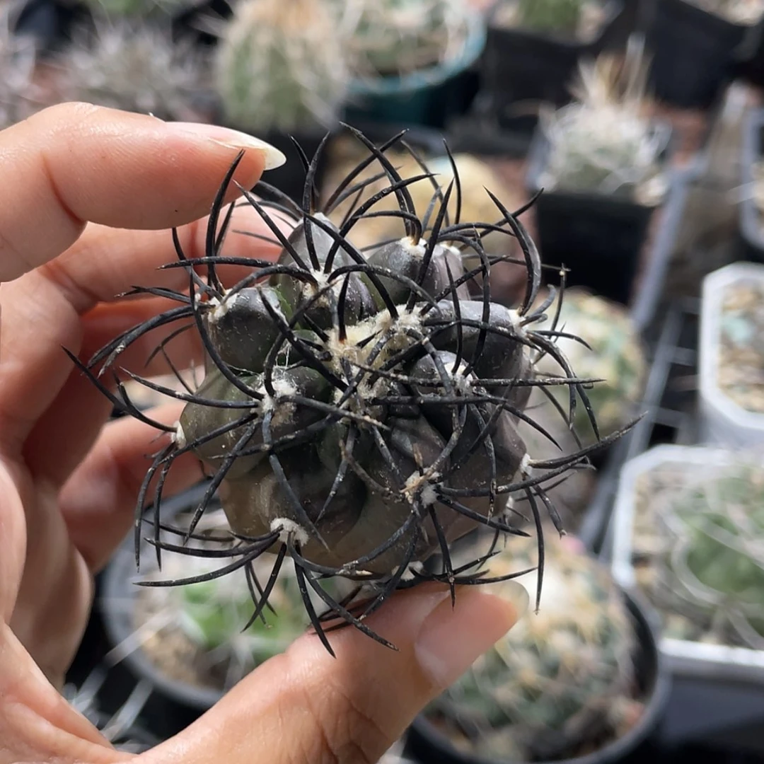 【闪购商品】栗星玉才落地6666