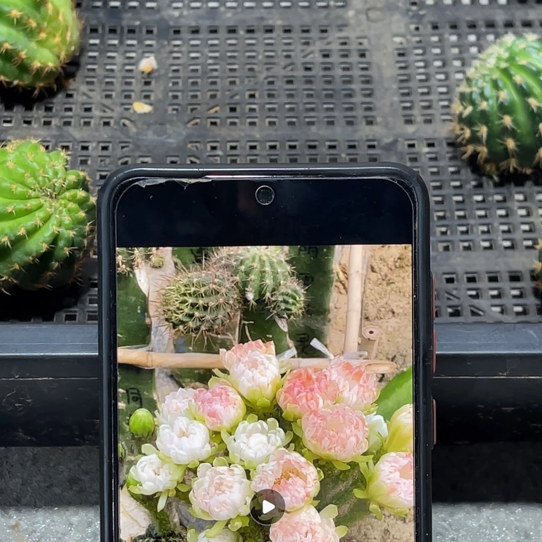 丽 花牡丹侧芽歪4公分左右