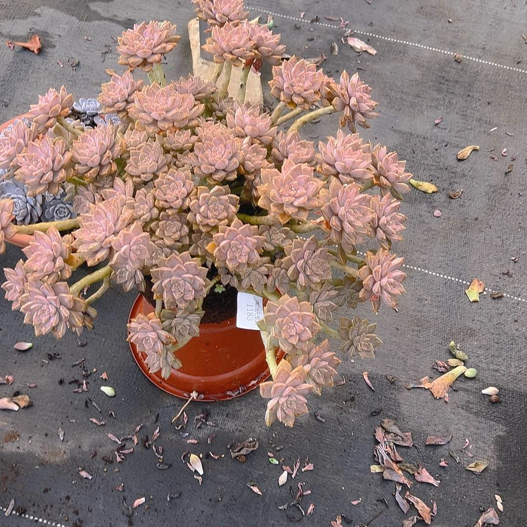 默***1183阿伦培多肉植物多肉