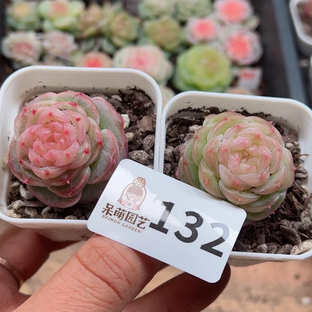 多肉植物多肉植物