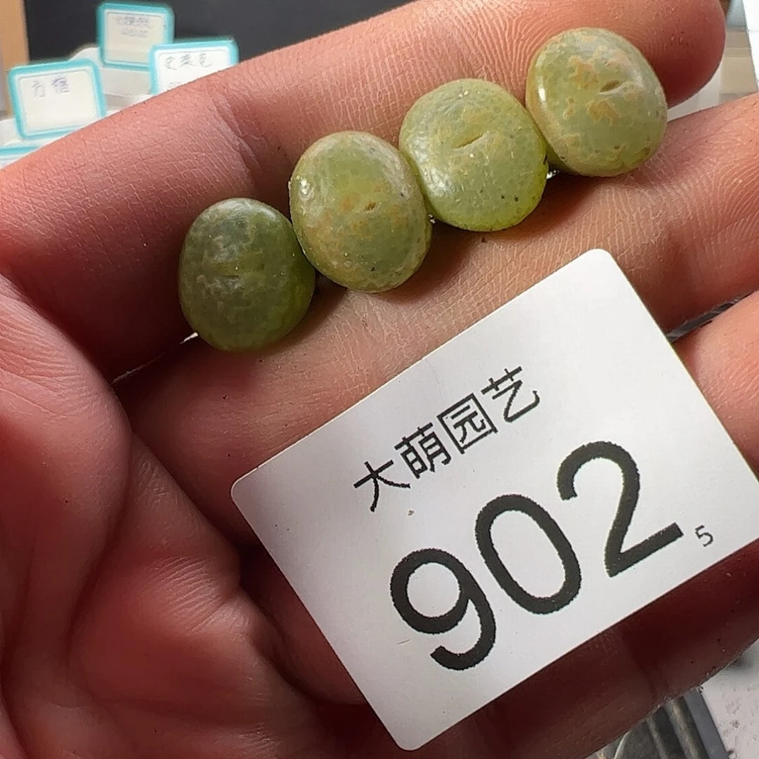 0000902 量拍以下1颗