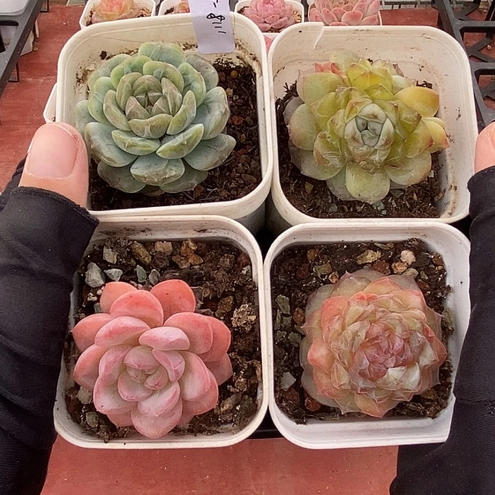 1118-550。糖心白恋4个