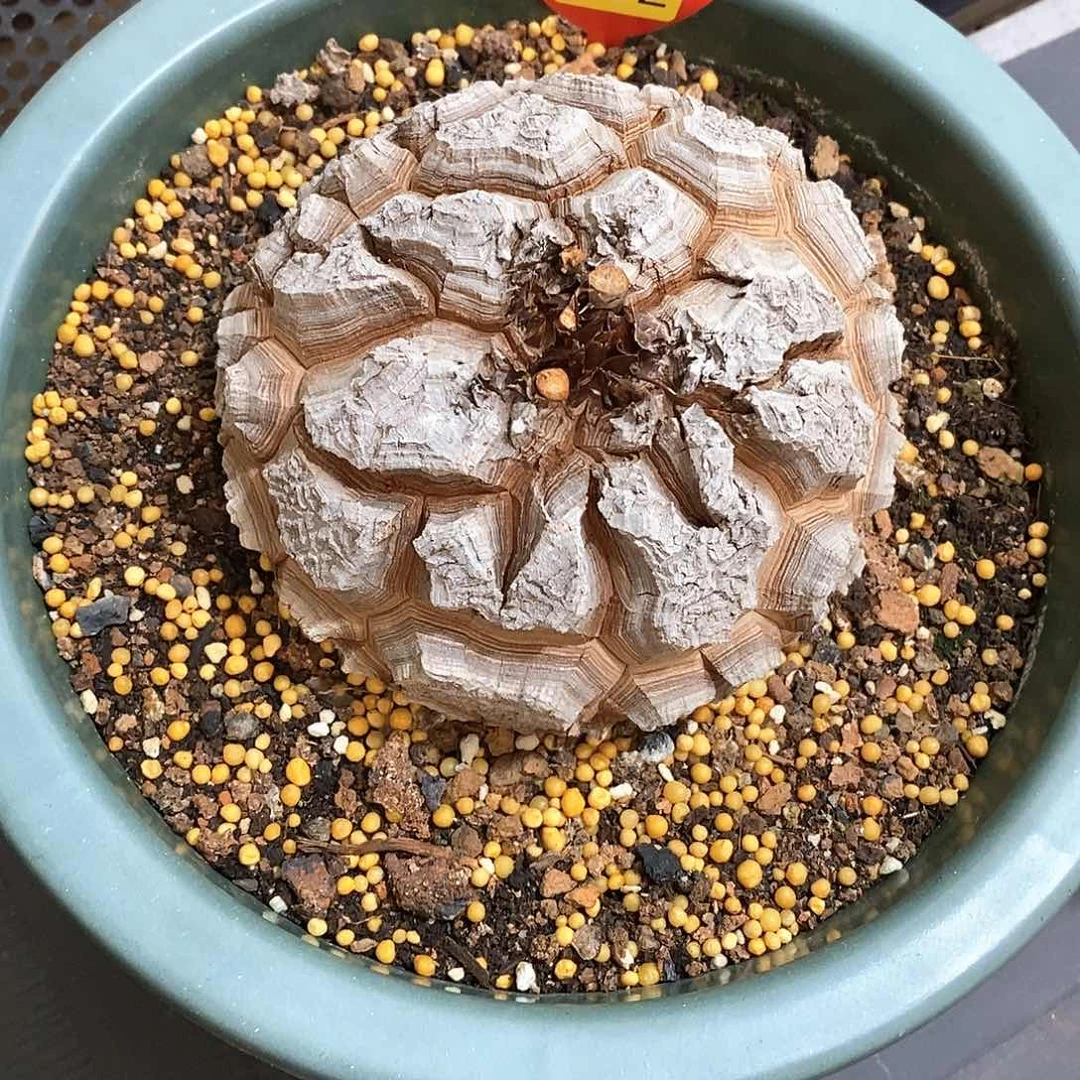 燃*。南非龟甲龙龟甲龙