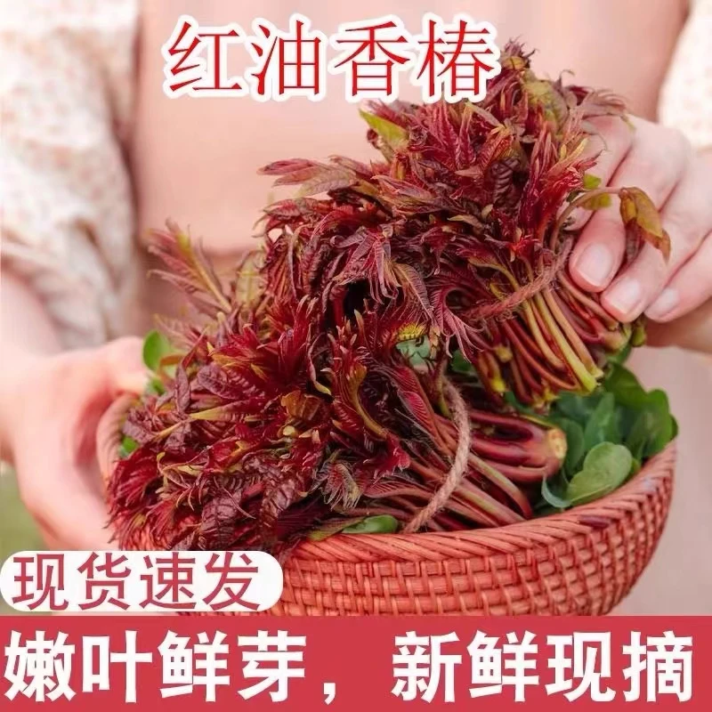 冷链速运！香椿红香椿当季香椿芽新鲜蔬菜露天生红香椿