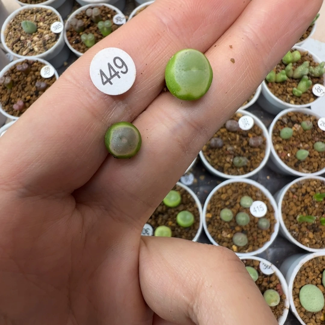 两***羊拉登两颗脱土449000