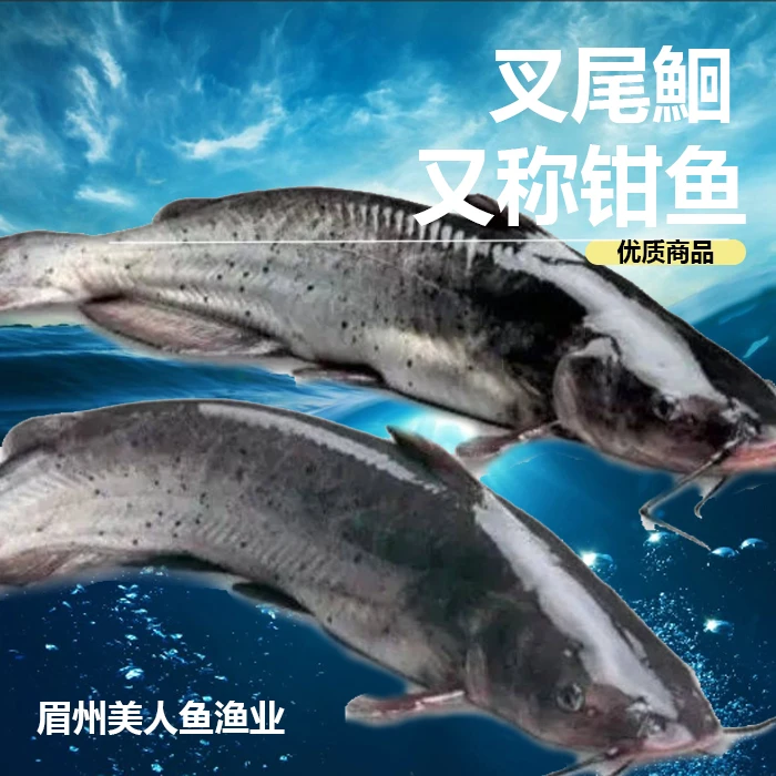 四川叉尾鮰   肉质鲜美    生态养殖