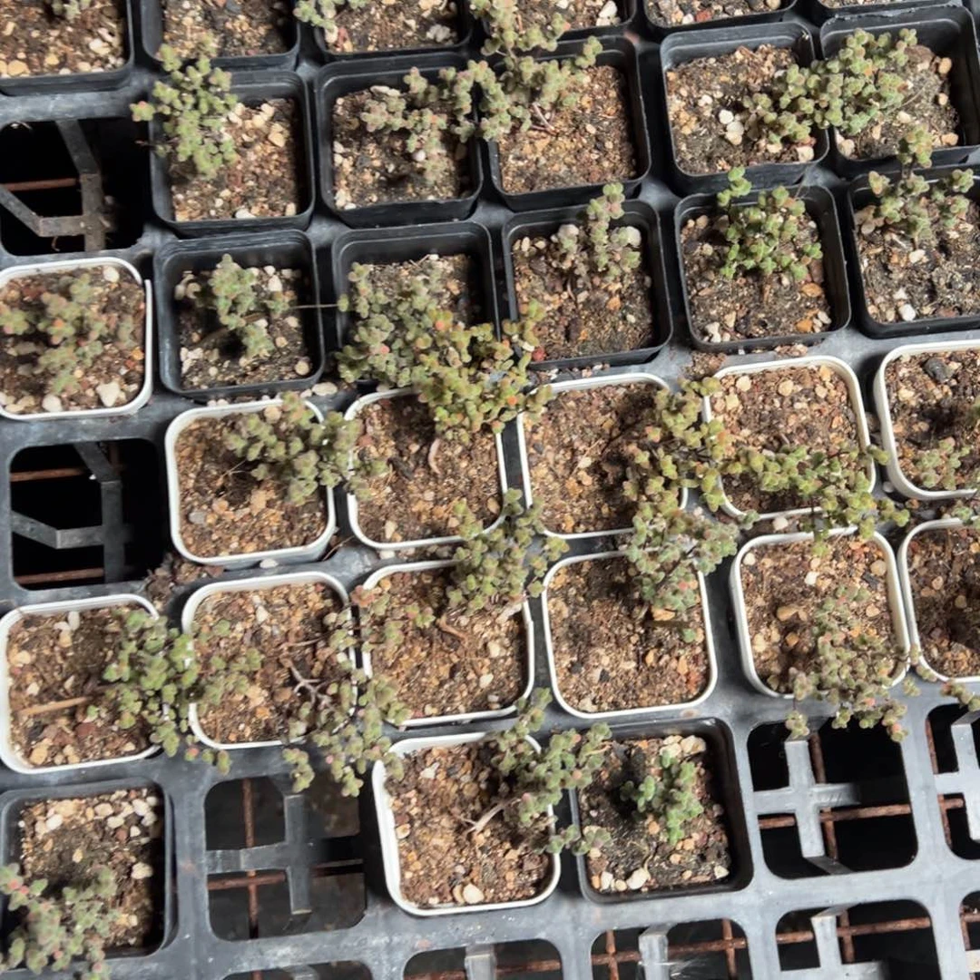 实生莱斯55杯老桩