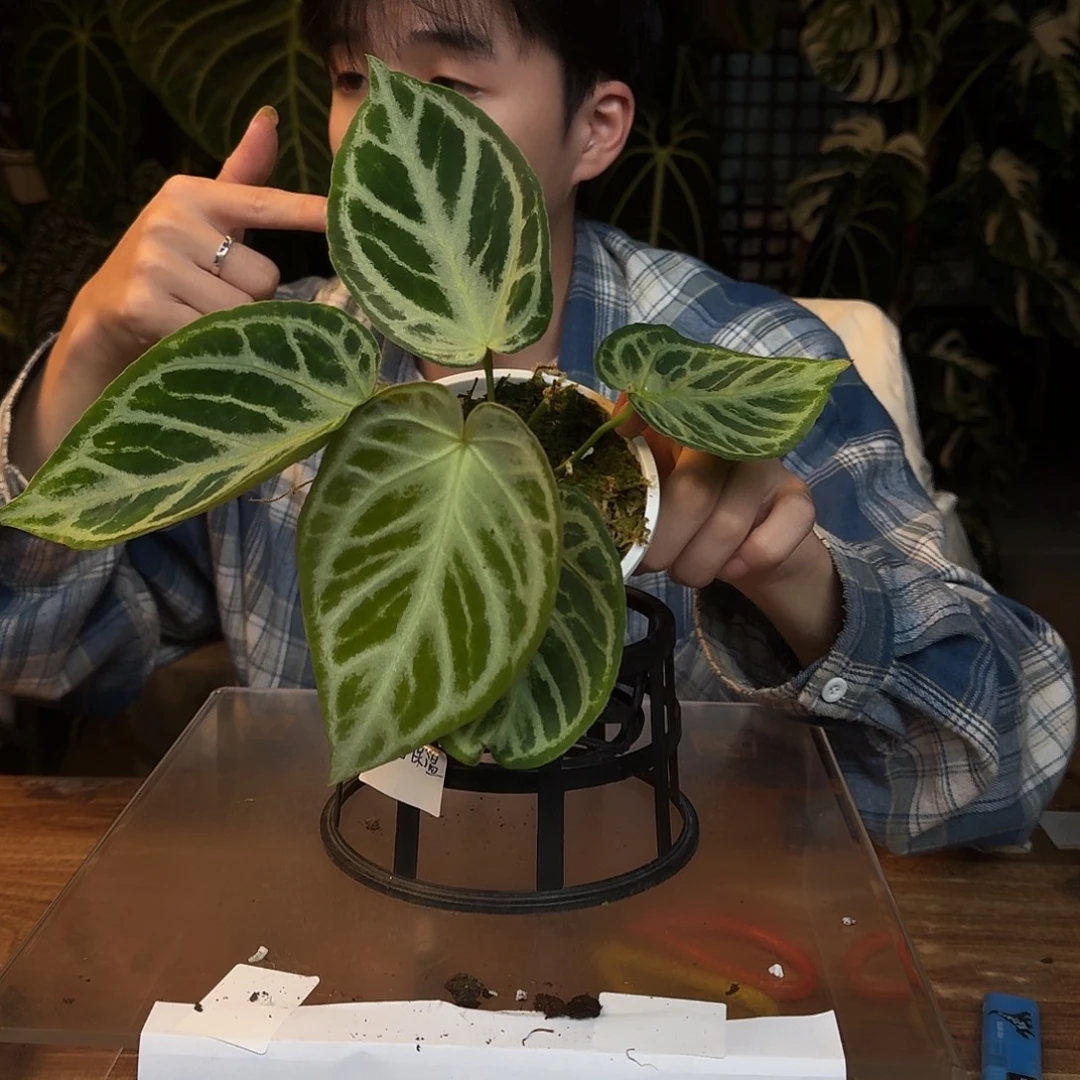 完全开放L143银色面纱