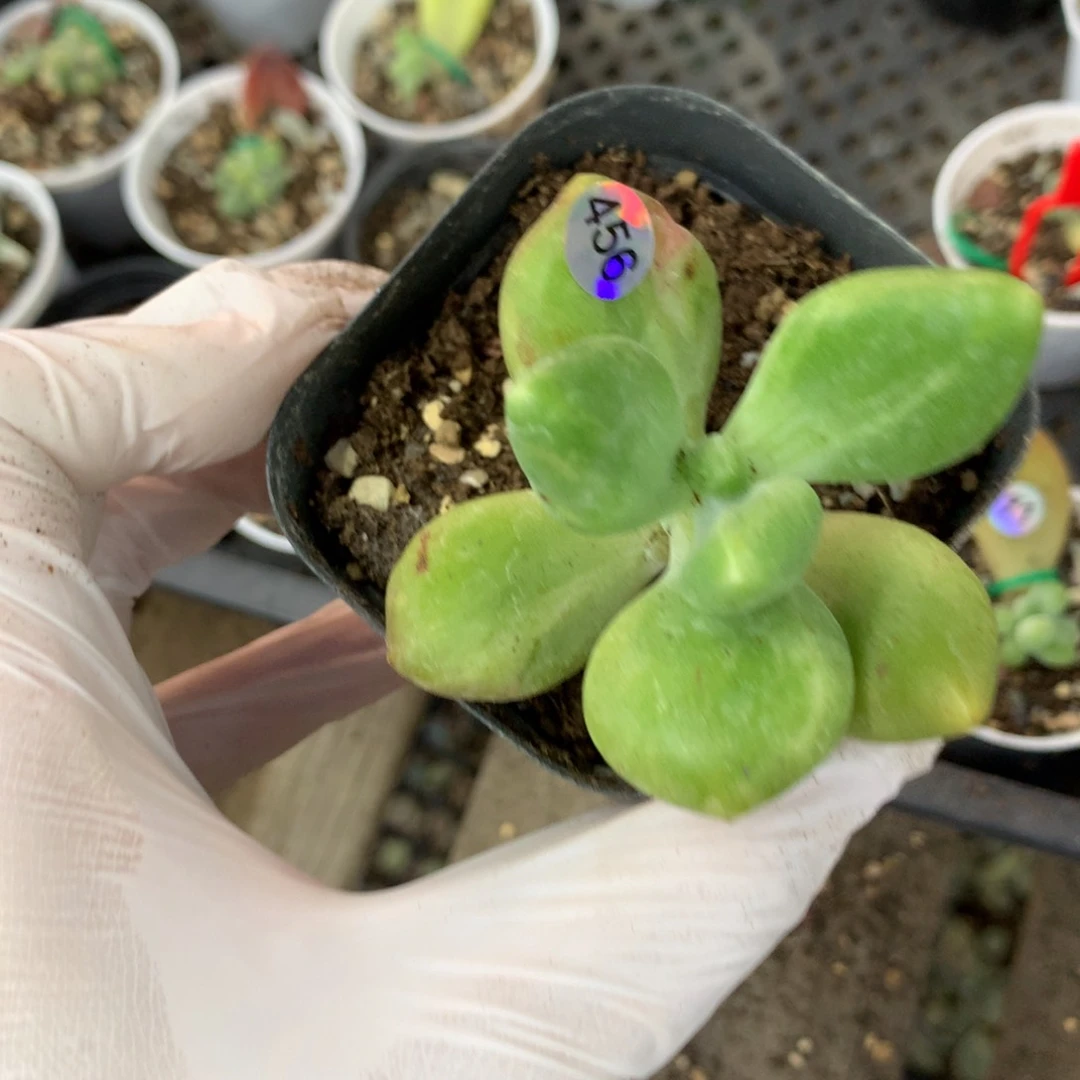 456 乌里韦亚奶酪多肉