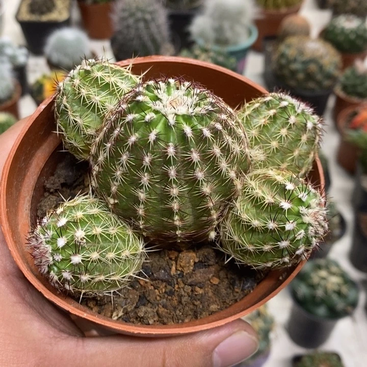 红刺青花虾特价福利