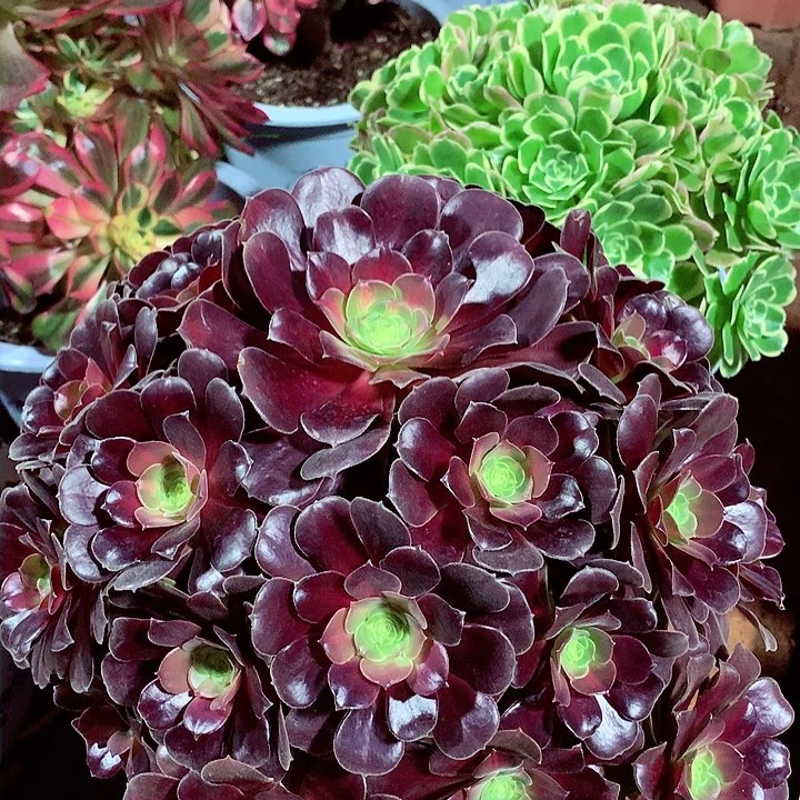 花纳锦，多肉植物