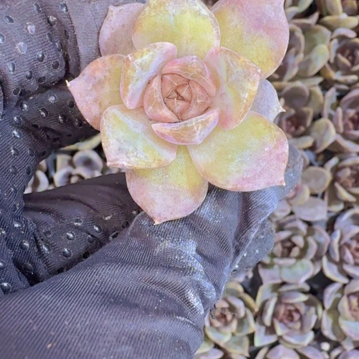 水晶玫瑰两颗一组