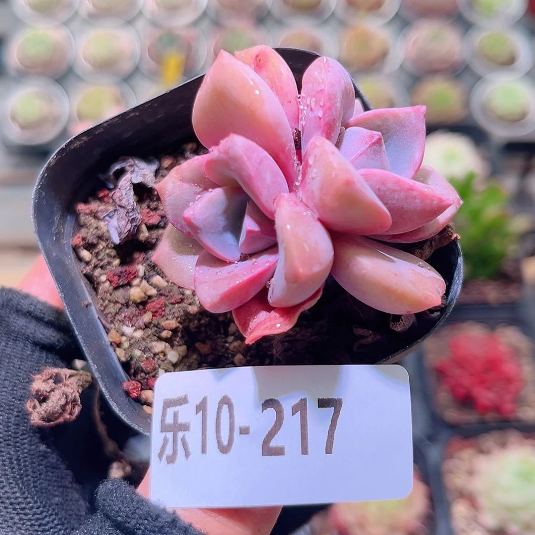 乐然10-217 彩虹糖