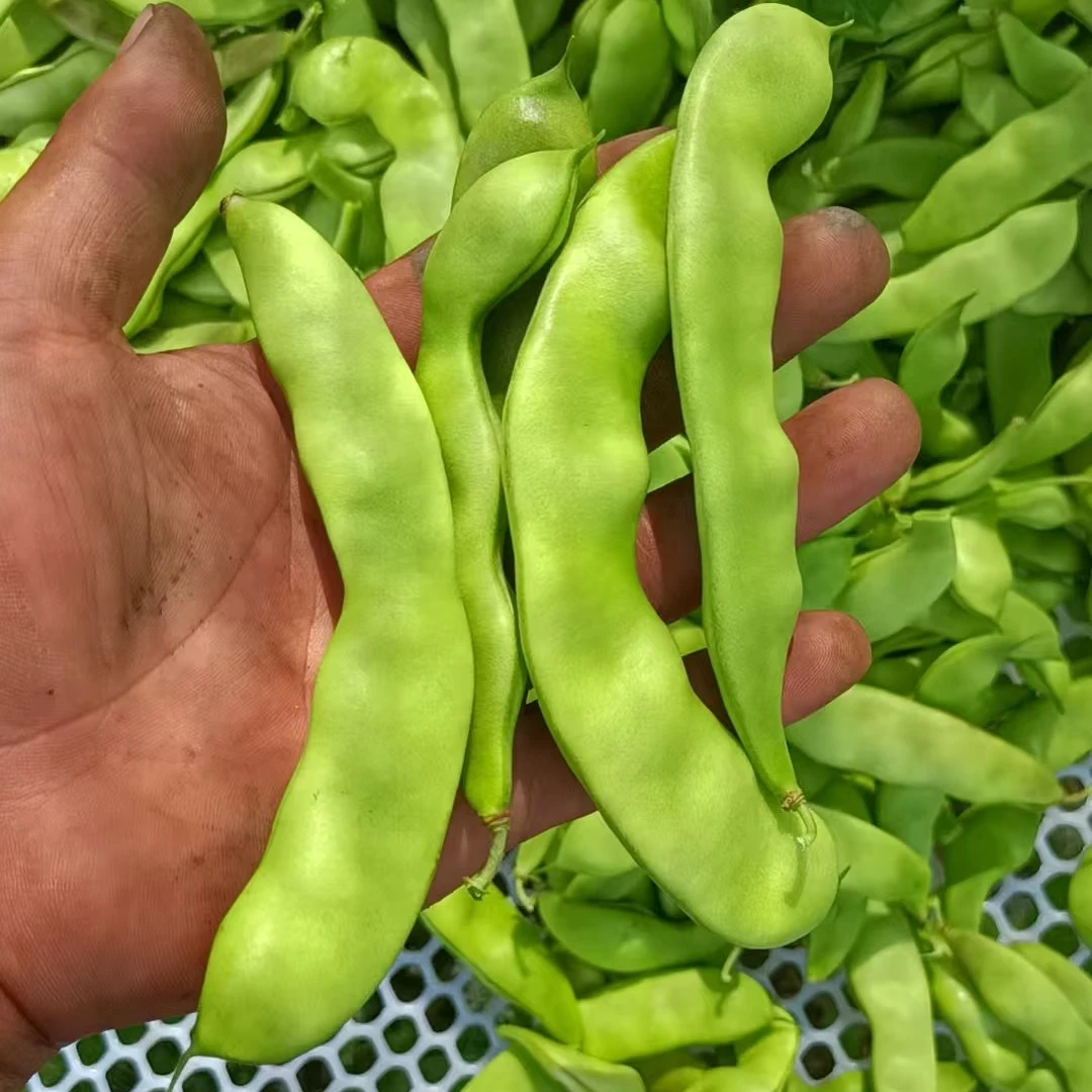 一宁家东北大地新鲜油豆角3斤包邮