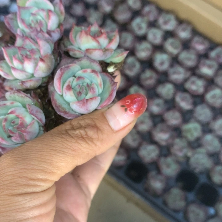 蛋黄2颗。糖果2颗。黑橙子3颗