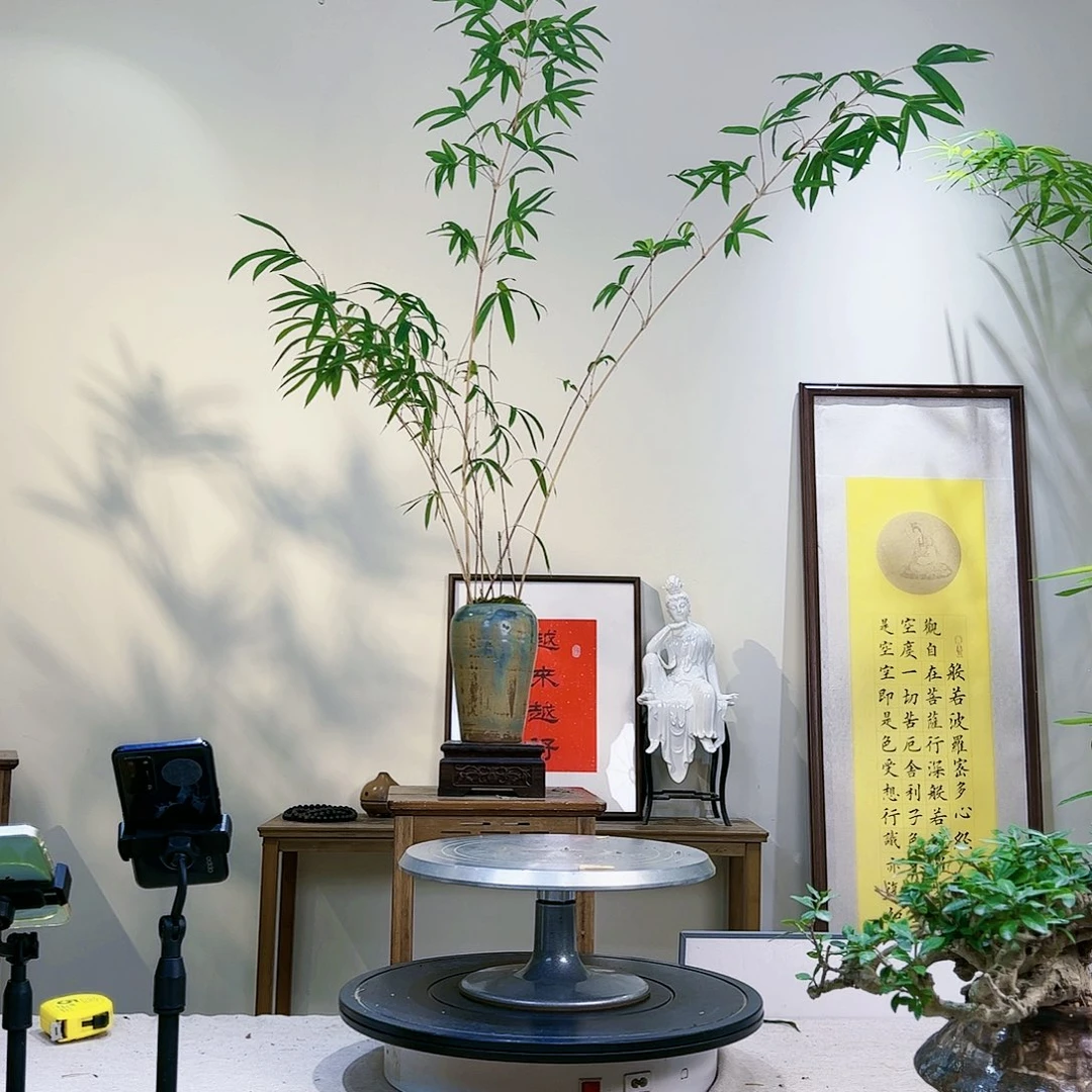 天**@老桩精品竹盆景