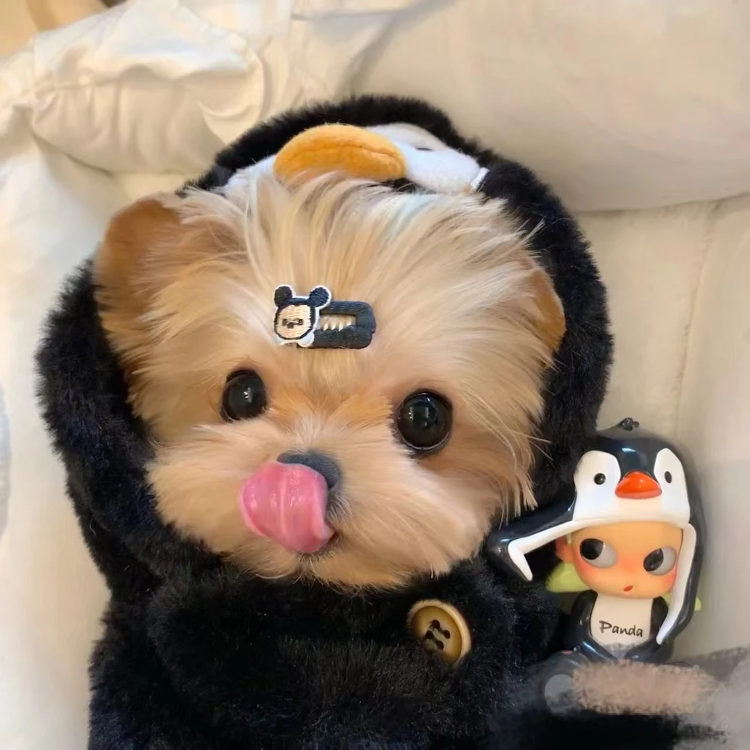 【李气气】宠物活体狗狗