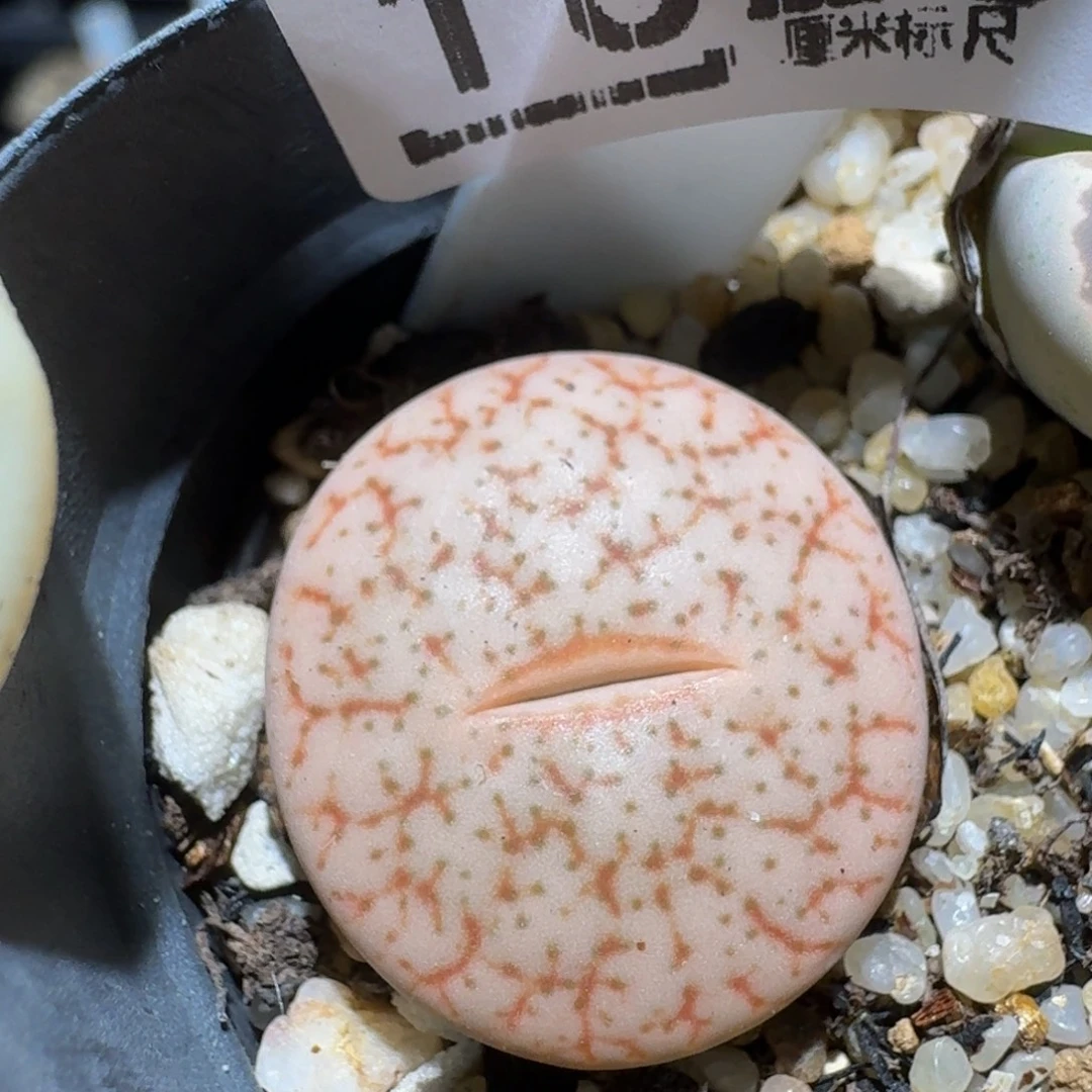 zzzz精品生石花1023