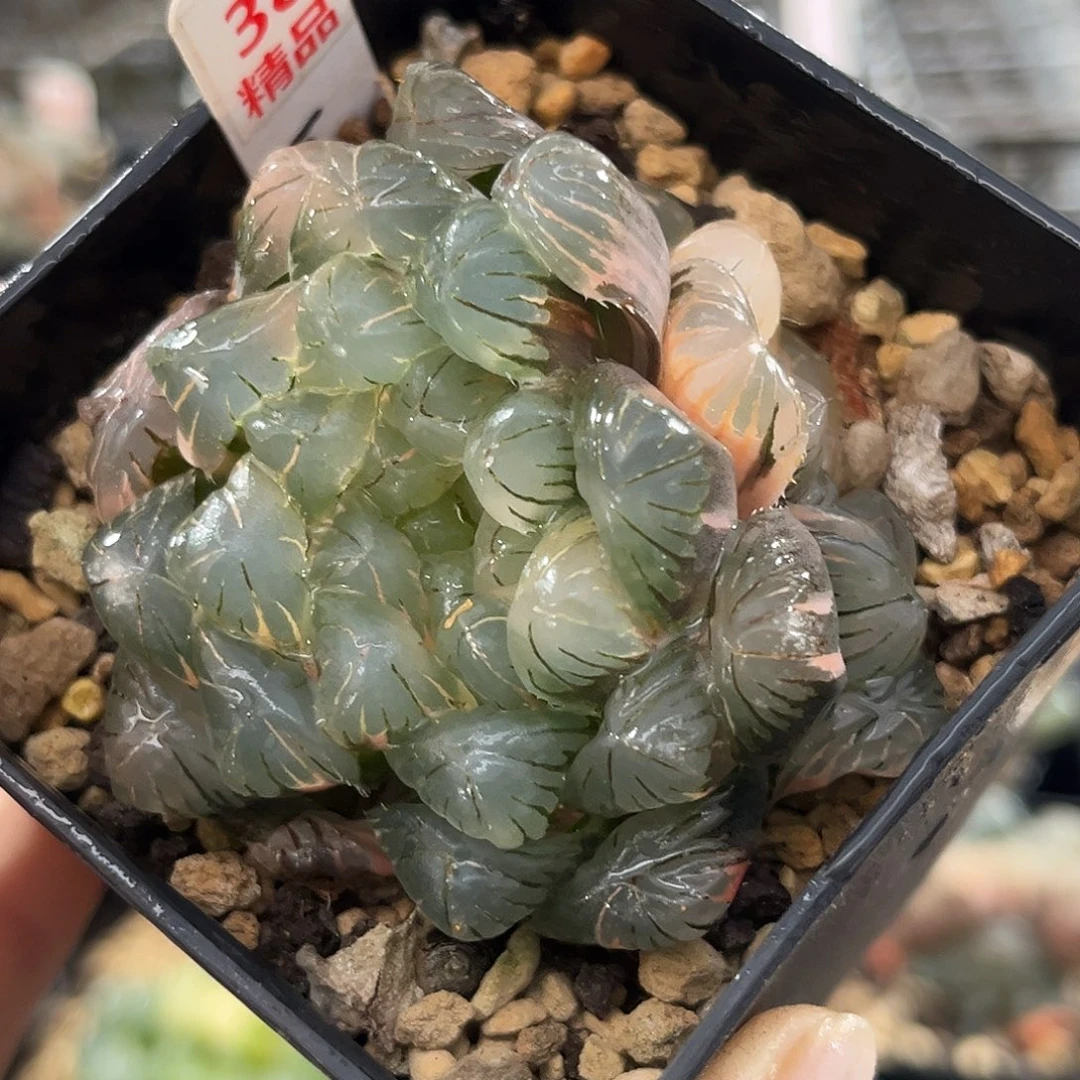 38湖水玉露锦福利