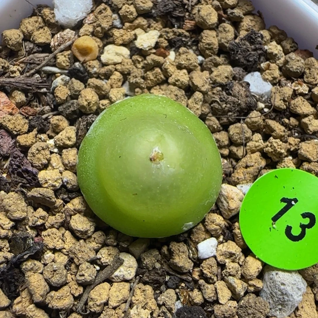 大葫芦1.5+多肉植物13