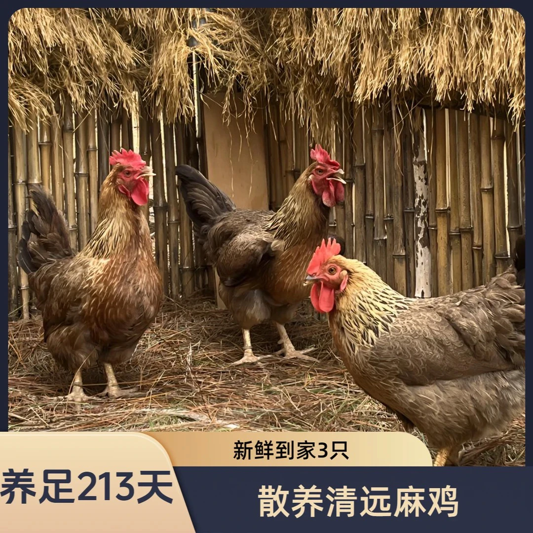 养足213日清远麻鸡到手3只