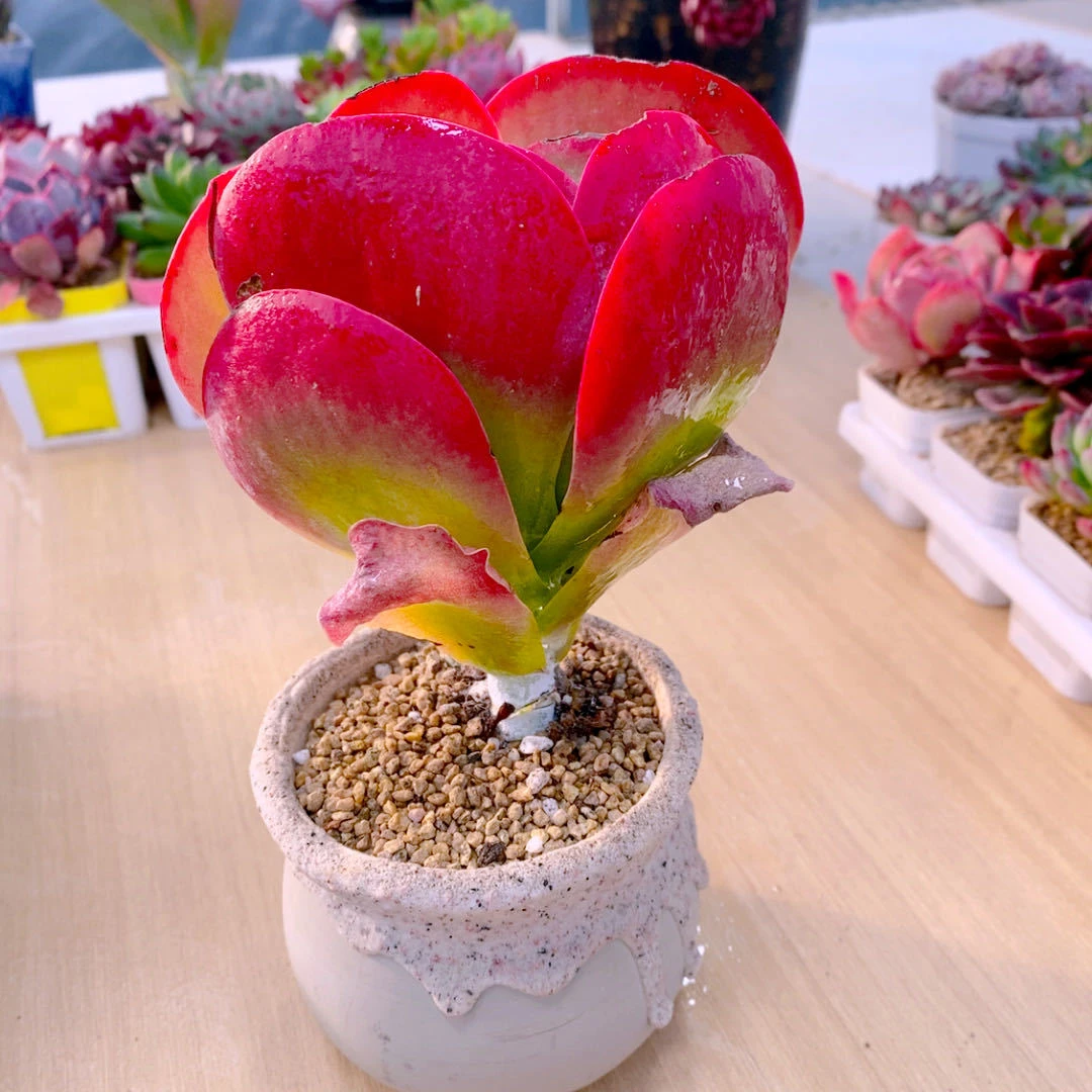 【满9.9包邮】唐印大盆9㎝盆多肉植物以直播间展示为主