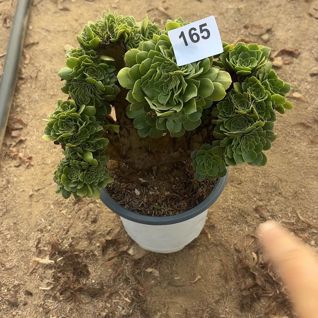 绿羊绒缀断枝不包165