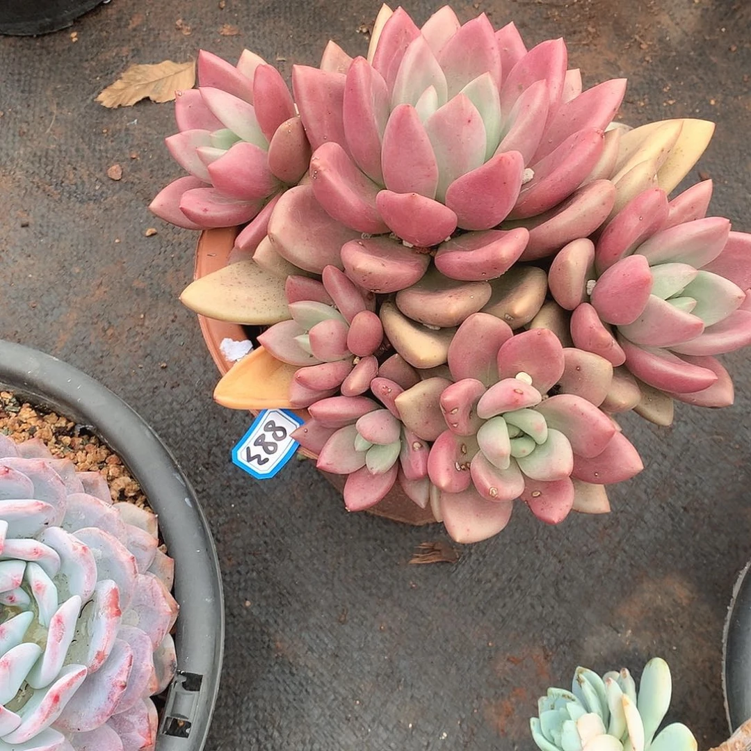 883桃花源 一物一拍多肉