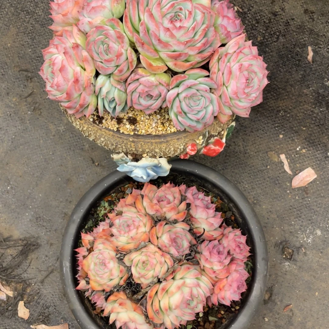 小****弥鹿之森一物一拍