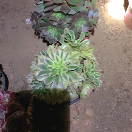 无花朵006多肉植物组合2棵无售后