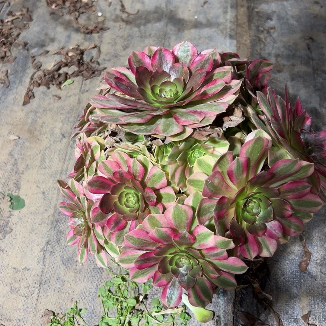 185多肉多肉多肉多肉多肉